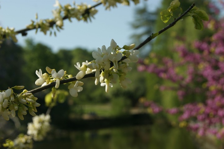Atatürk arboretumu