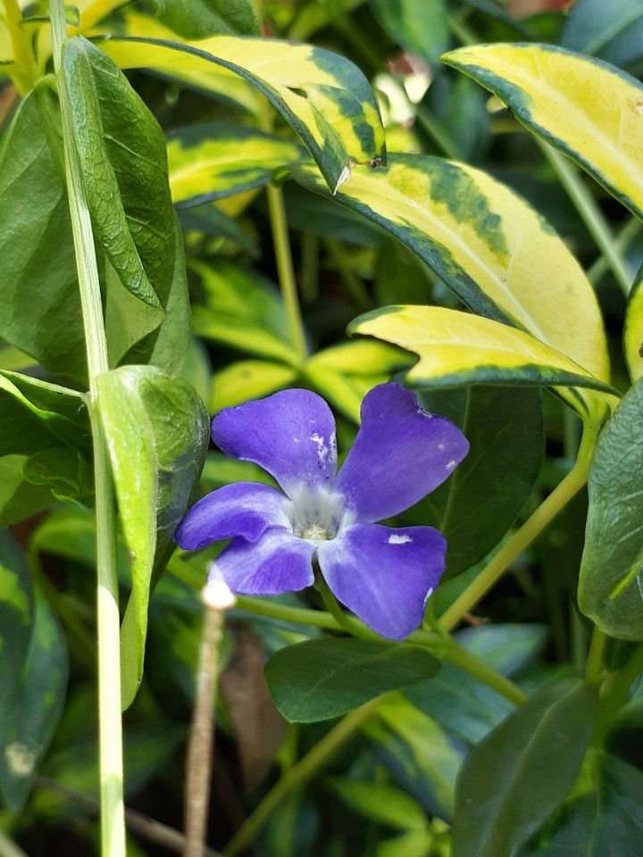 Purple