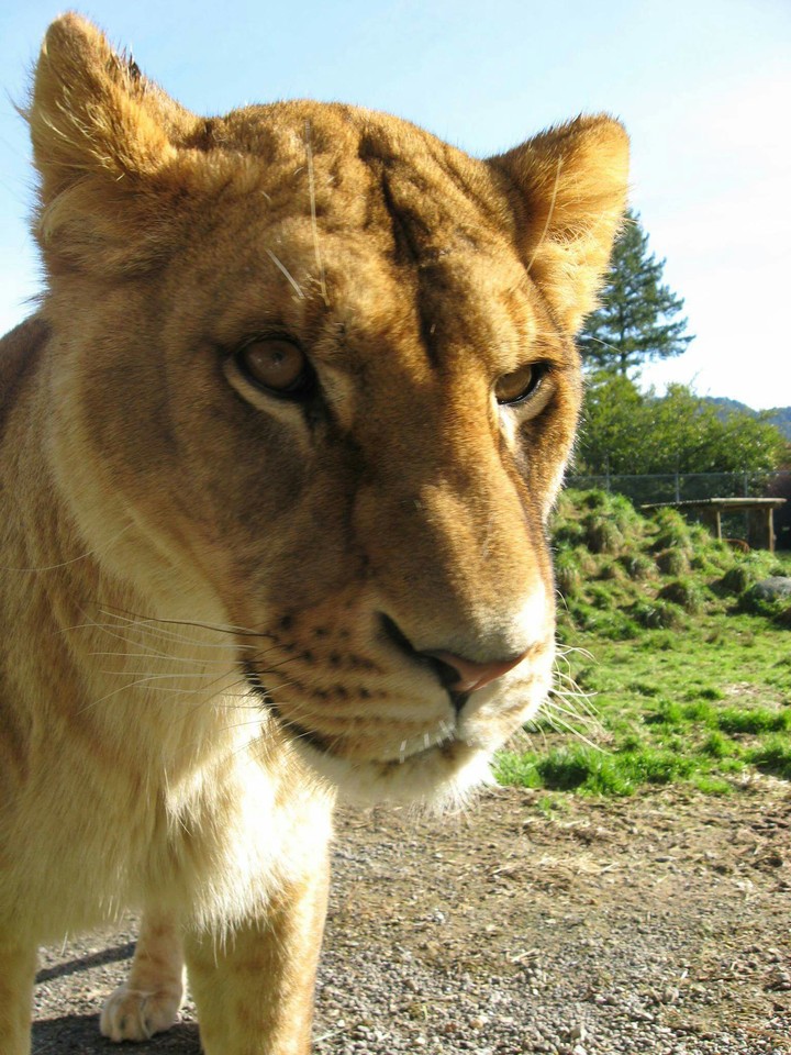 Lioness