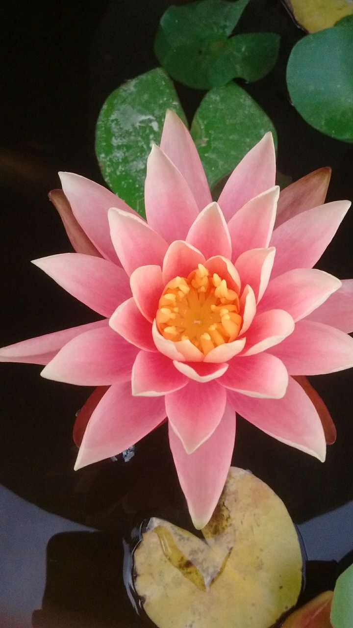 fiore incantato