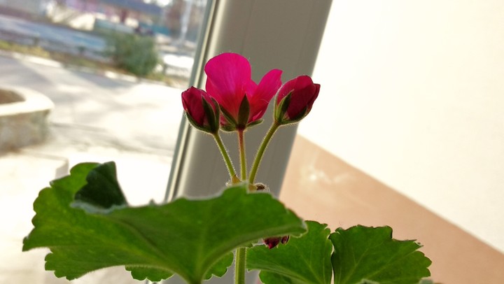 pink flouwer