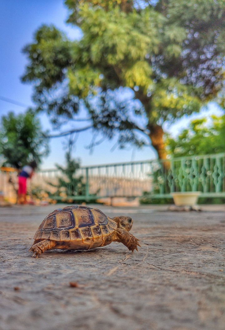 cute turtle