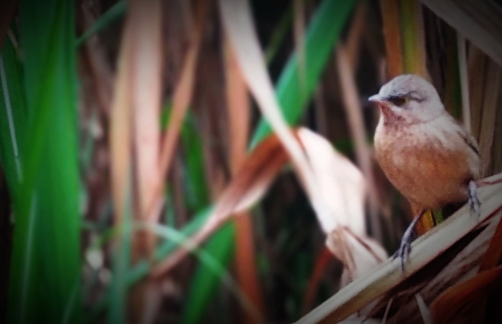 bird seen ❤