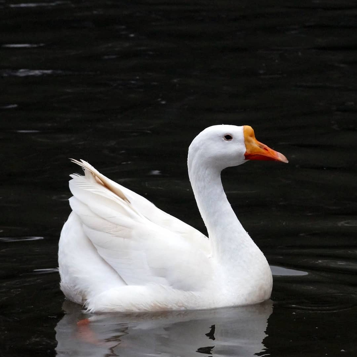 duck