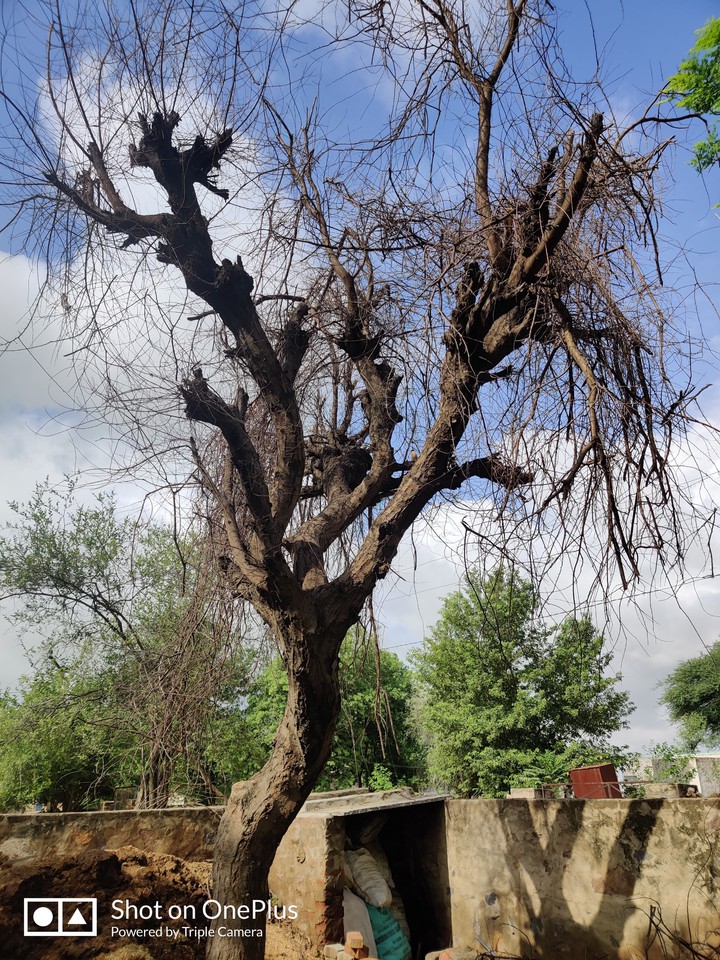 old tree