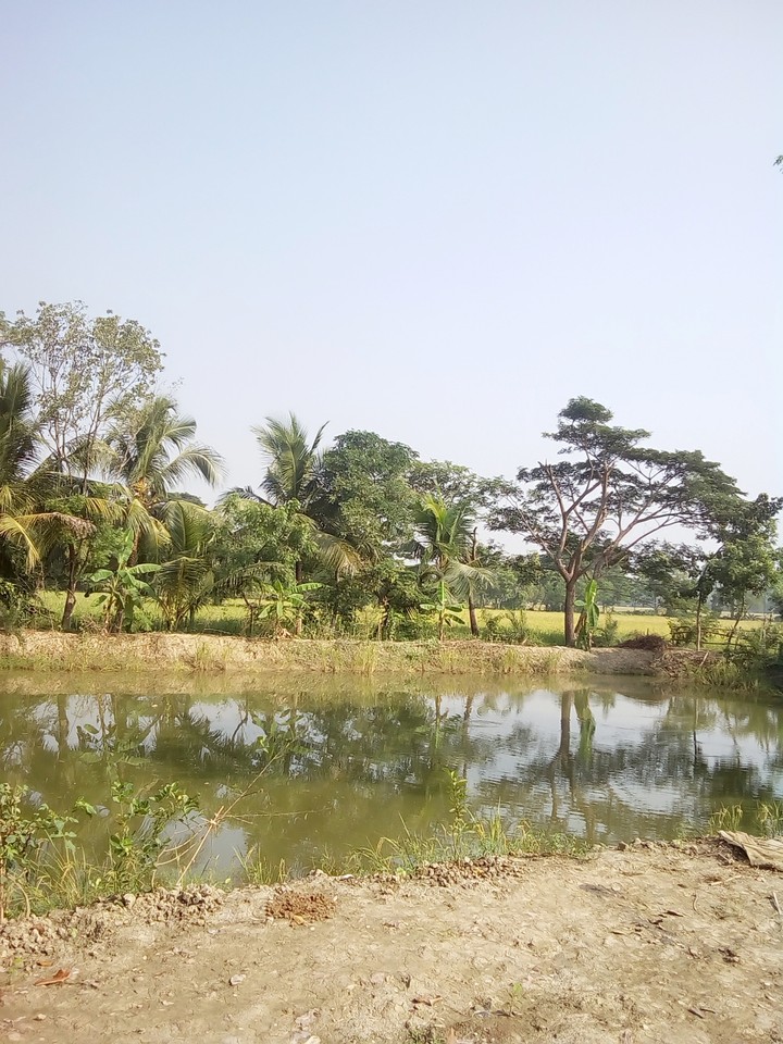 Village nature