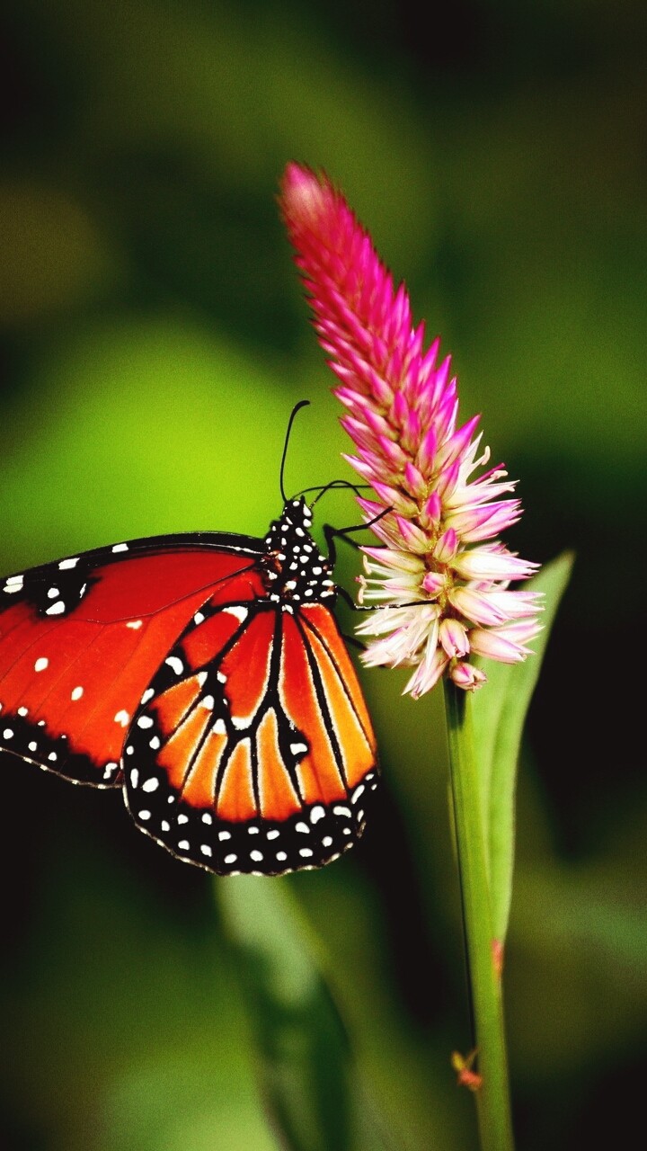 Simpli Buterfly