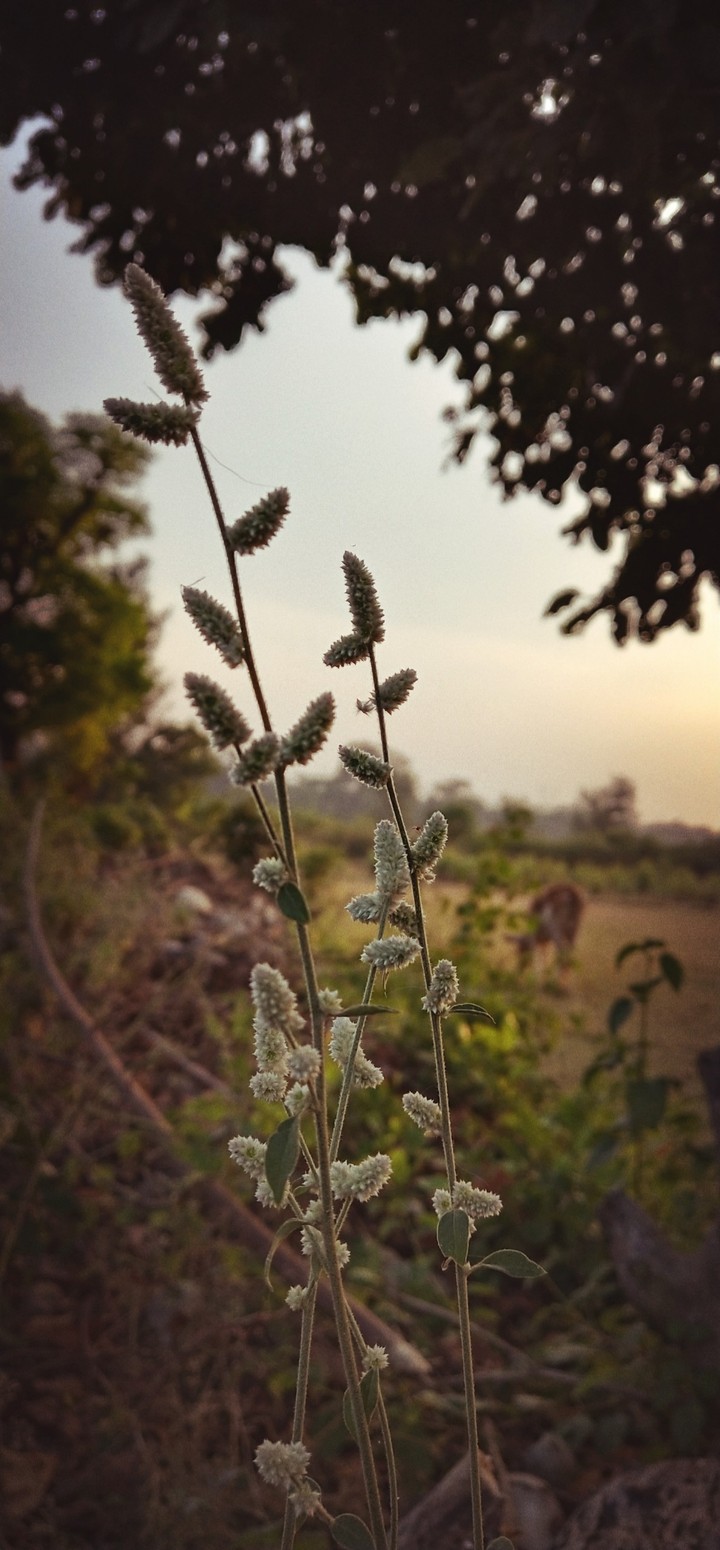grass