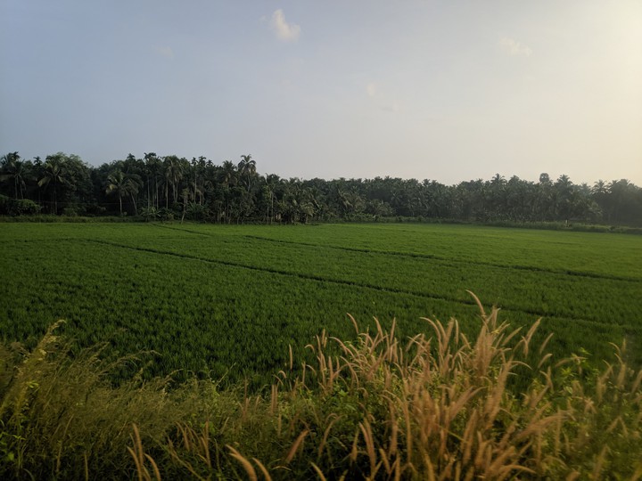 Paddy field