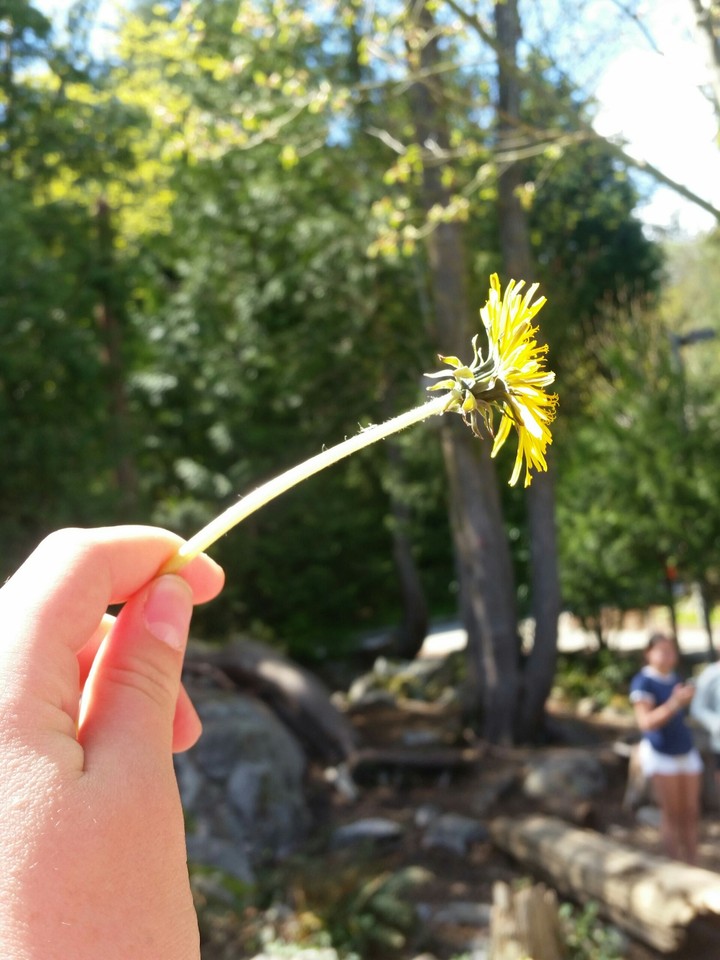 flower in sunlight
