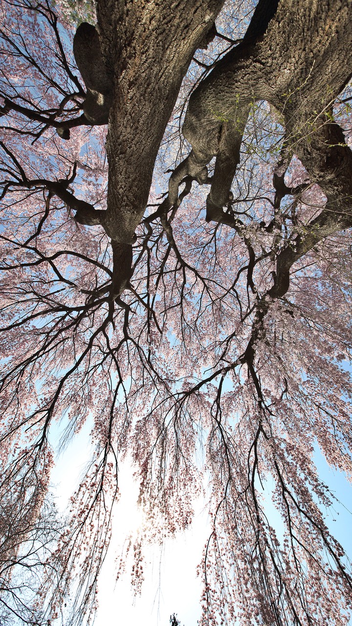 Pink Flowers
