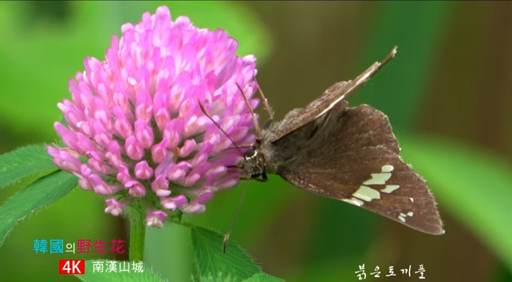 붉은토끼풀