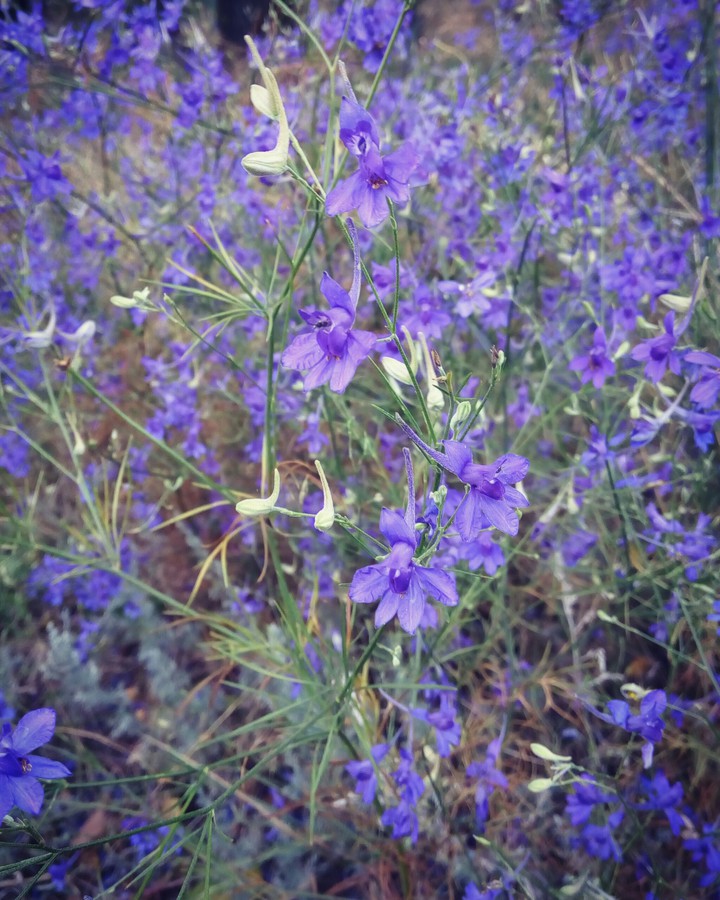 delicate purple
