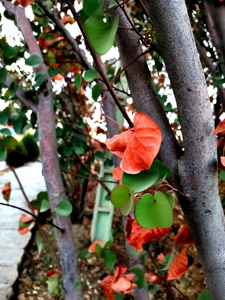 autumn