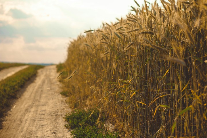 Path in the field