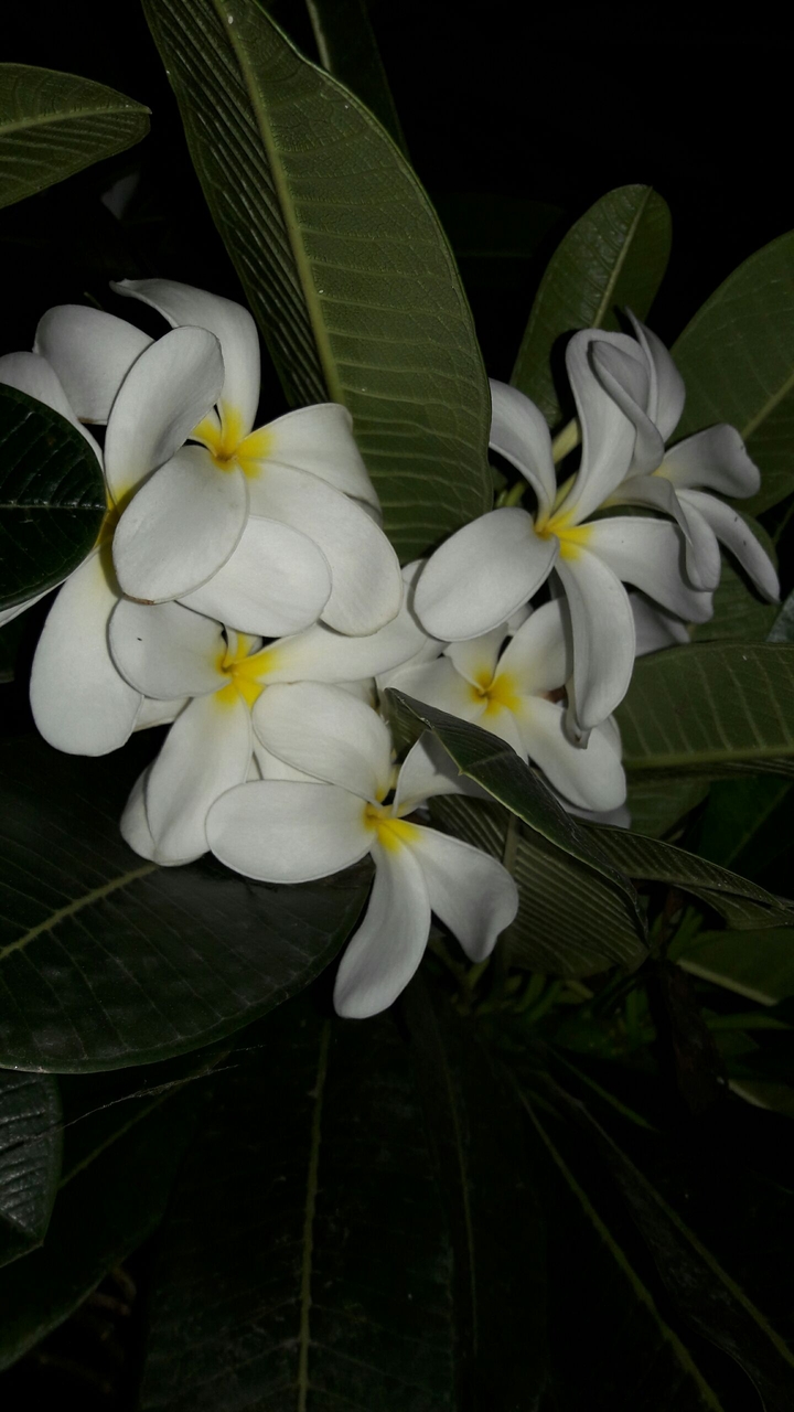 flower part 2