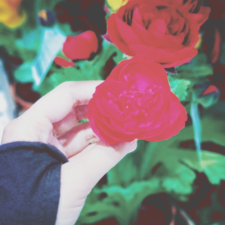 Red Flowers.