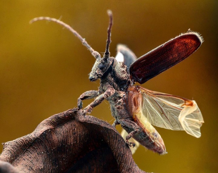 Intrested PIC