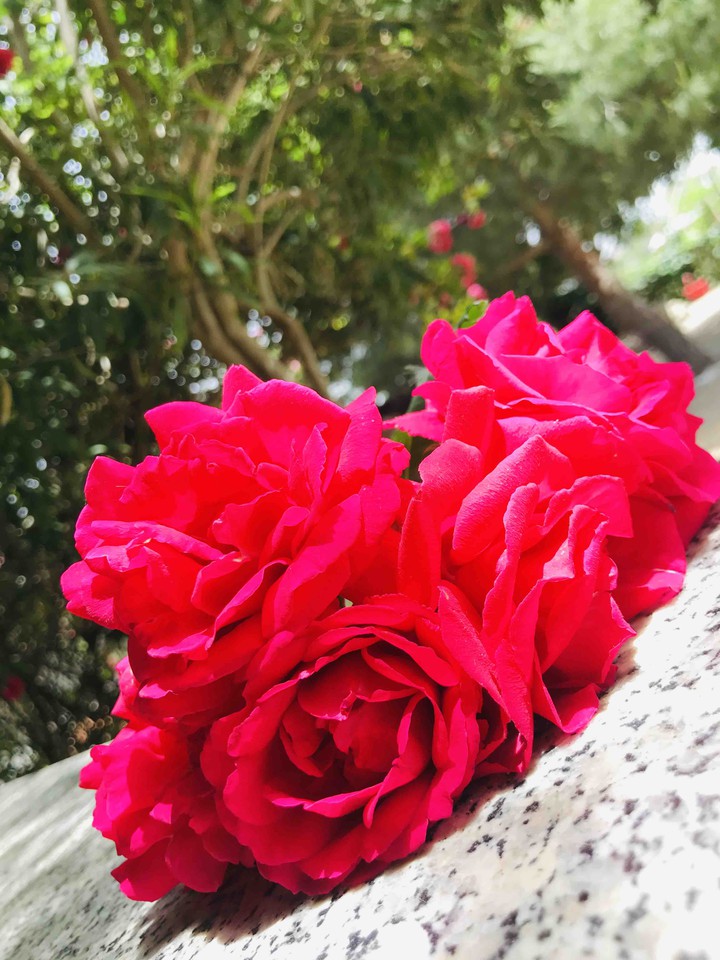 roses