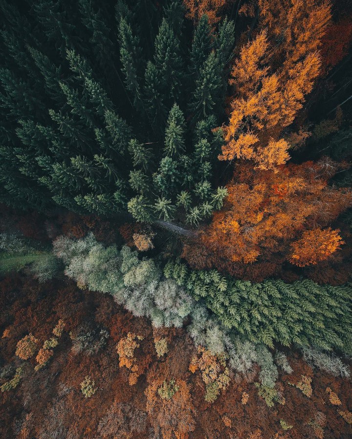 Forest.