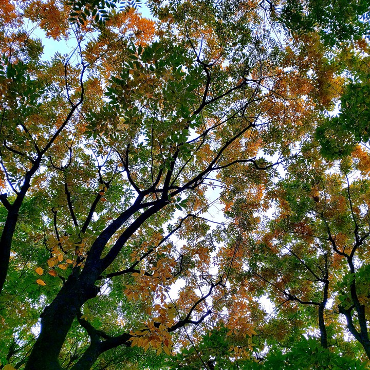 Autumn is coming