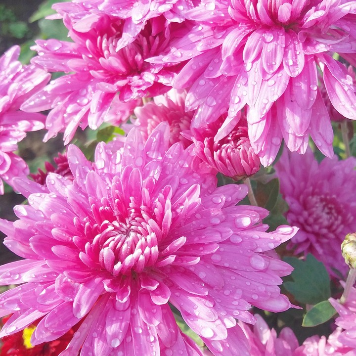 FLOWER