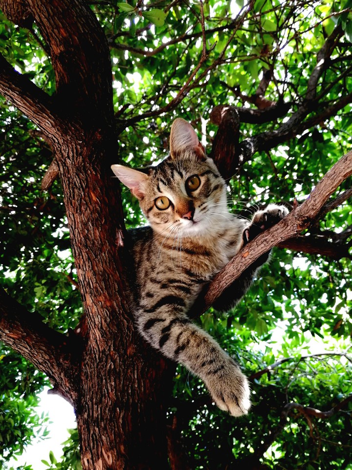brown kitten