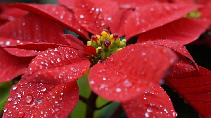 Flower of India