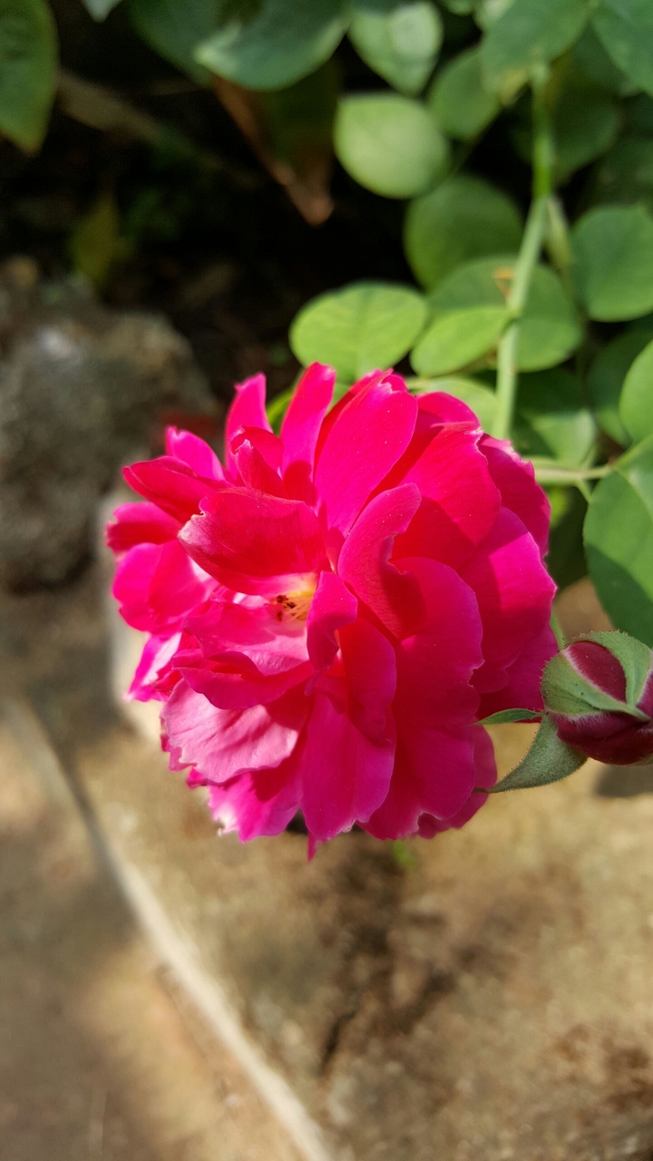 bloom