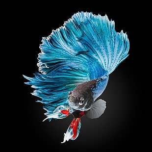 blue betta fish