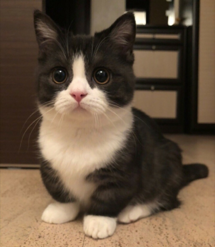котик