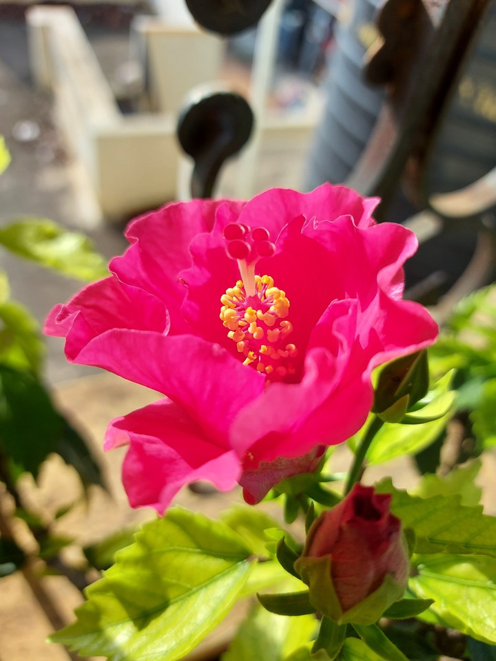 hibiscus