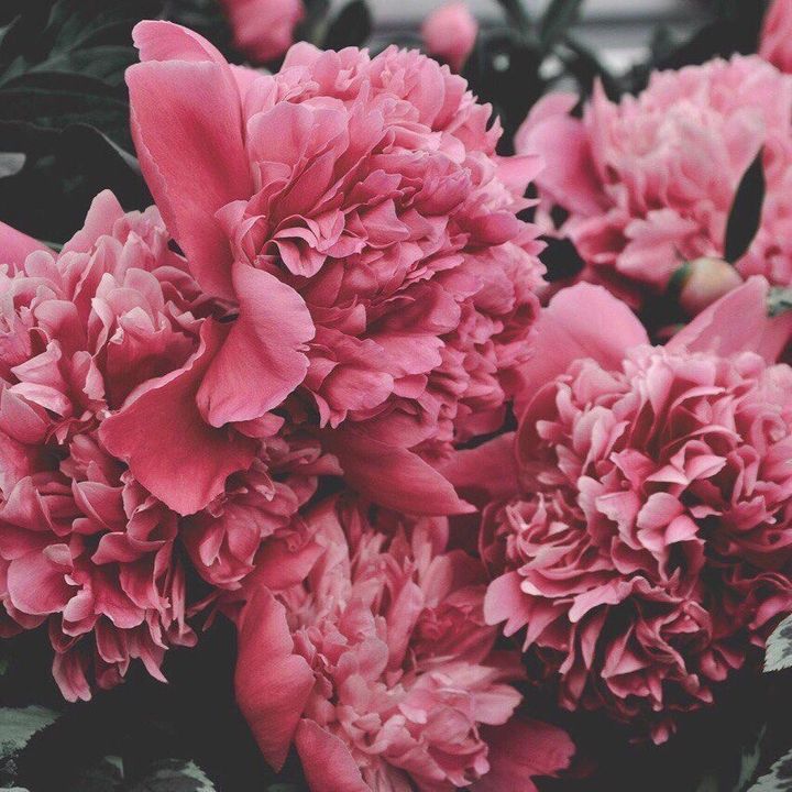 #peony #flower