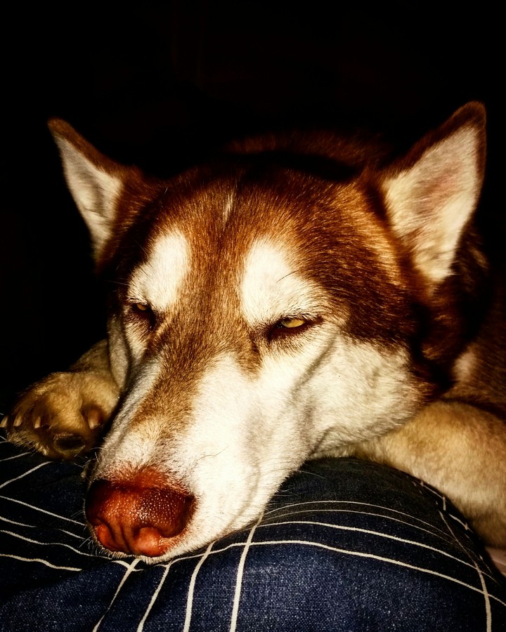 Sleepy husky