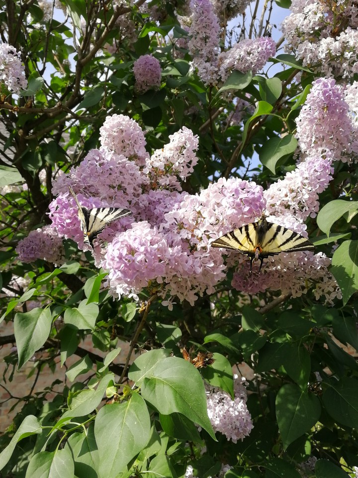 lilac