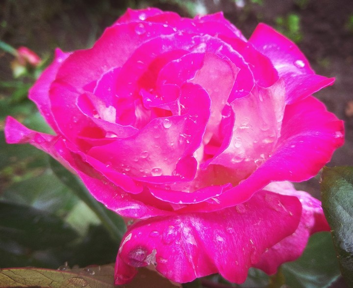 rose