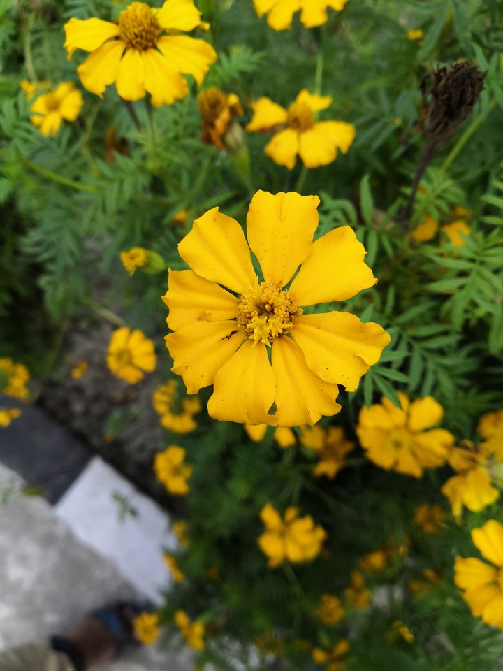 Beautiful sunflower