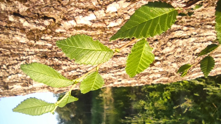 Tree with leafs
