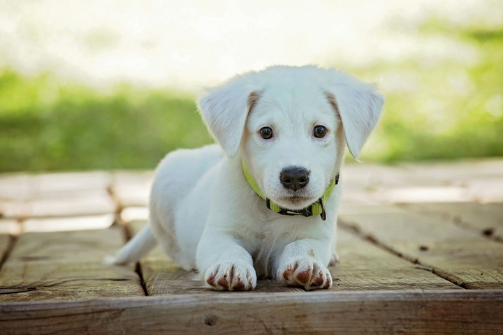 Cute Dog