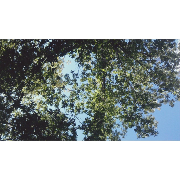 tree