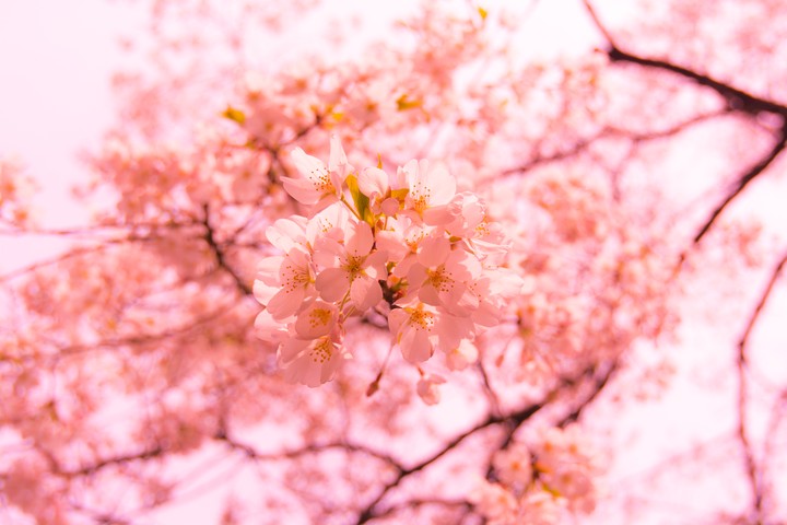 벚꽃