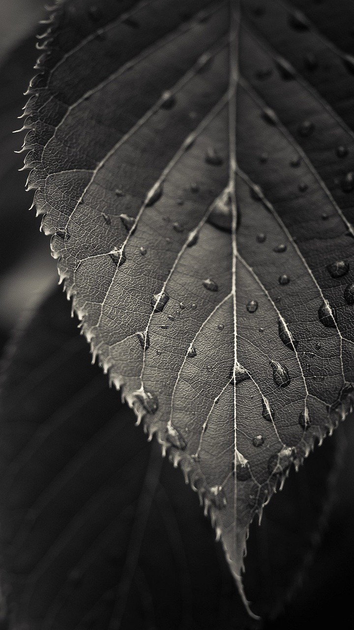 black leaf