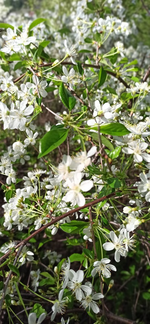 spring