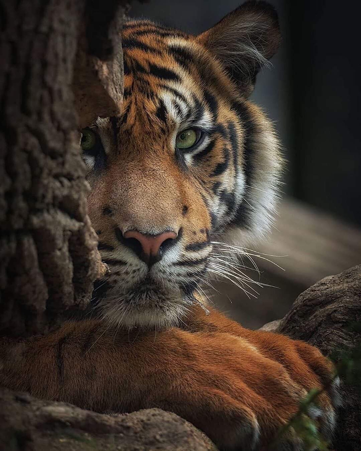 tiger