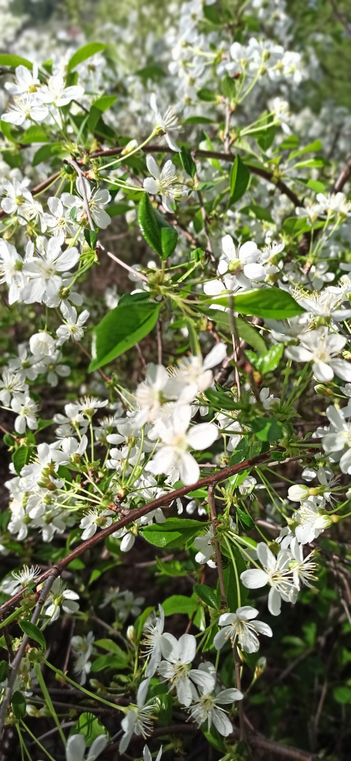 spring