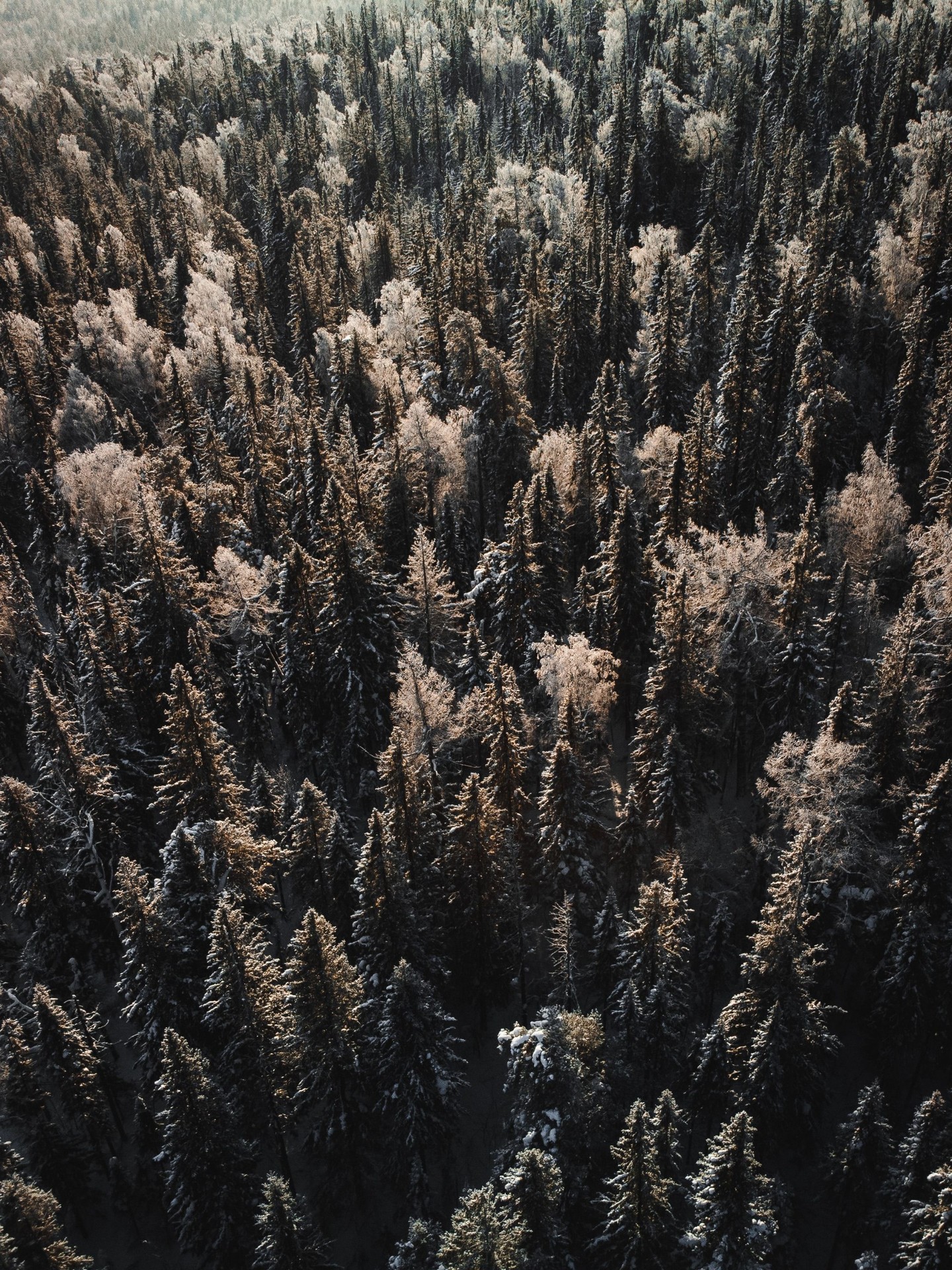 tapety jungle, larch