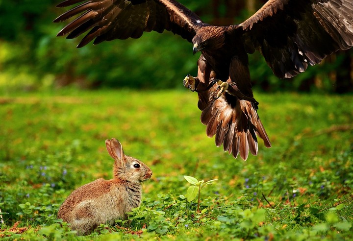 Flying Bird