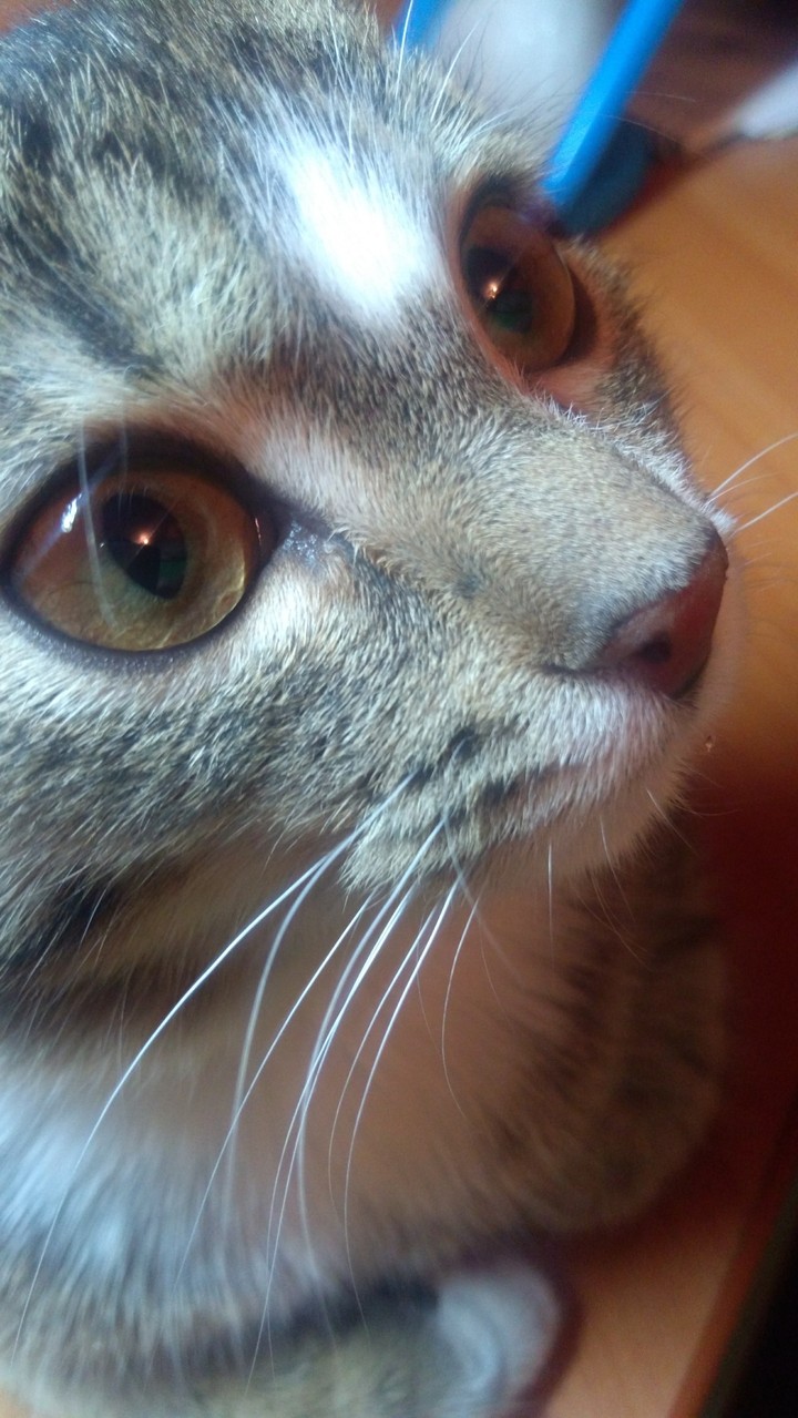 Любимчик