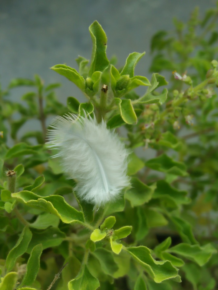 Green plant with birds wing