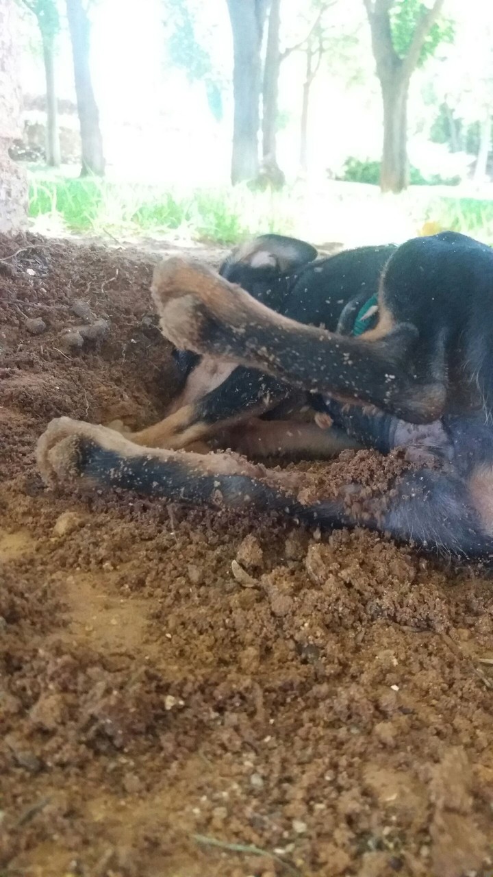 pincher